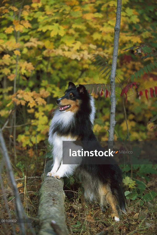 Perro pastor de Shetland (Canis familiaris) retrato adulto en otoño