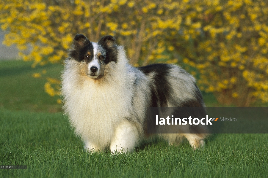 Retrato de perro pastor de Shetland (Canis familiaris)