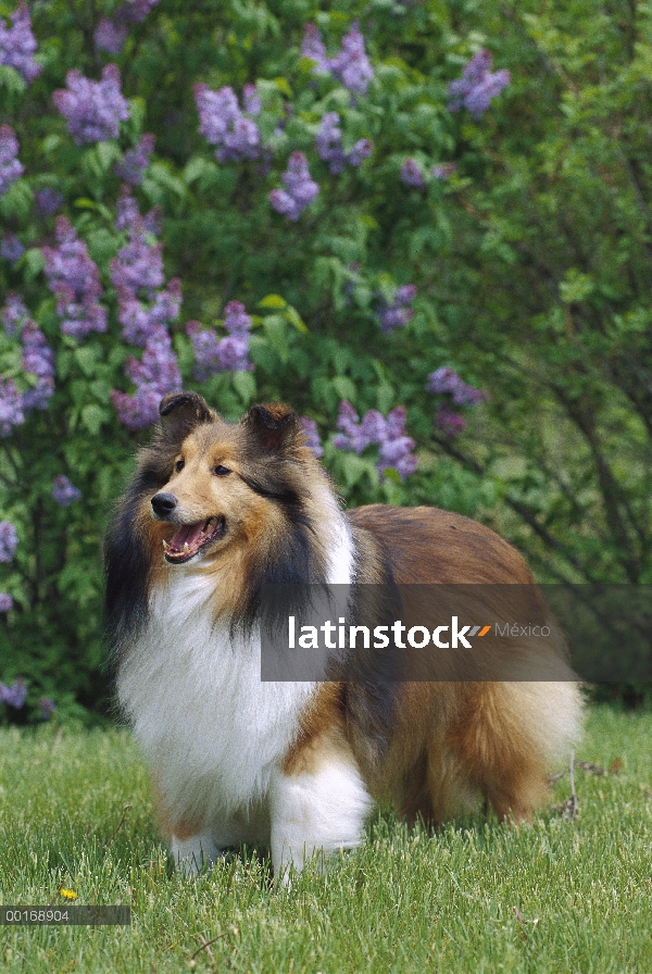 Retrato de perro pastor de Shetland (Canis familiaris)