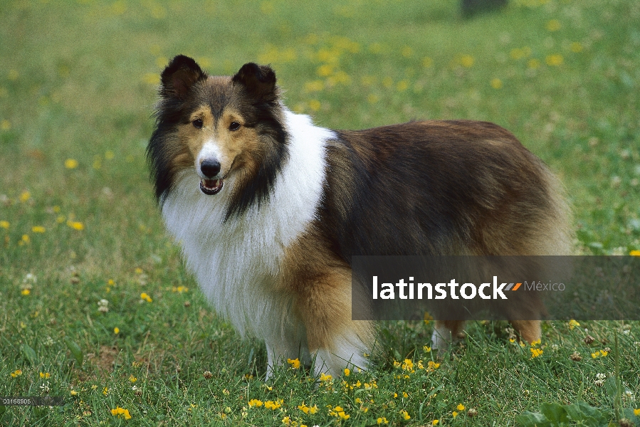 Retrato de perro pastor de Shetland (Canis familiaris)