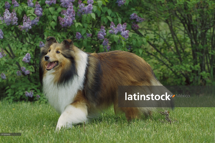 Retrato de perro pastor de Shetland (Canis familiaris) de color sable adulto