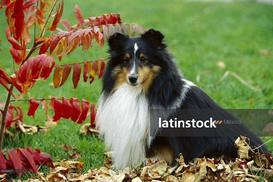 Retrato de perro pastor de Shetland (Canis familiaris) de tri-color adulto