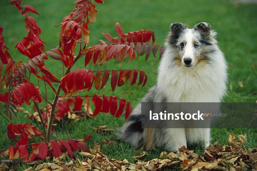 Retrato de perro pastor de Shetland (Canis familiaris) de merle azul color adultos