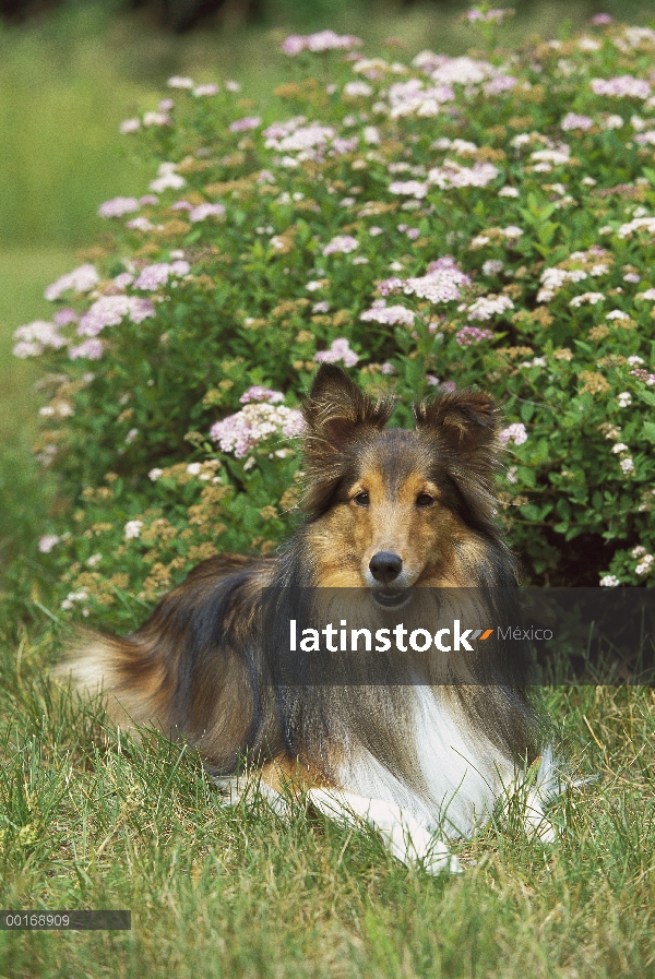 Retrato de perro pastor de Shetland (Canis familiaris) de adulto