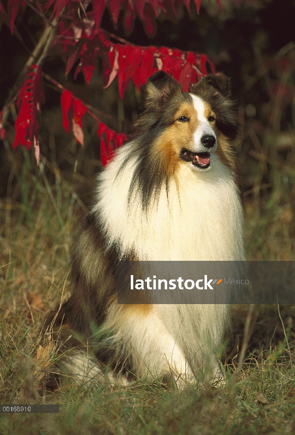 Retrato de perro pastor de Shetland (Canis familiaris) de adulto