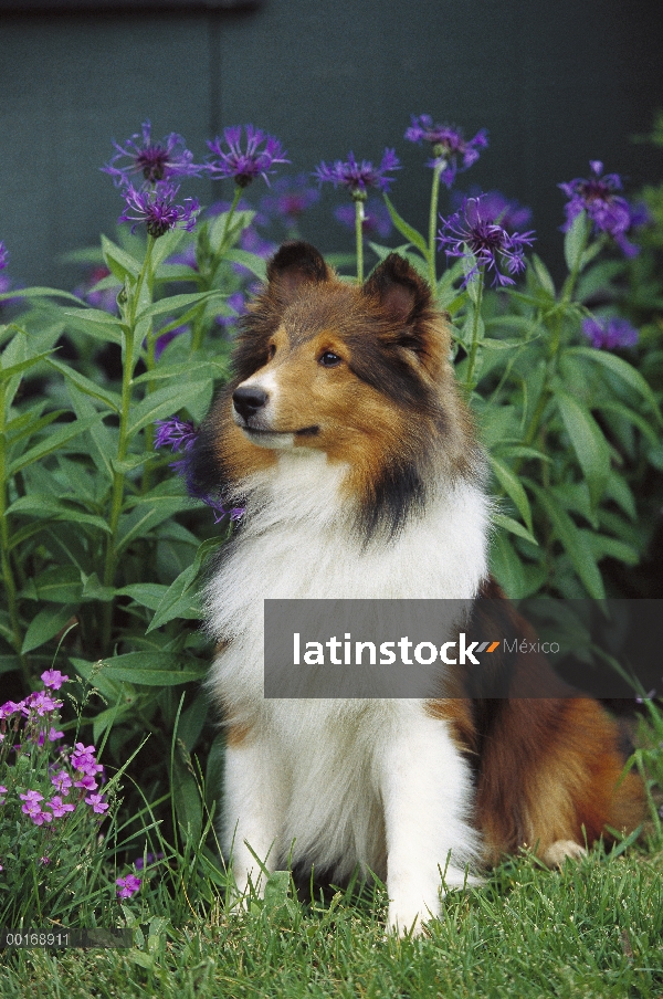 Perro pastor de Shetland (Canis familiaris) adultos retrato sentada entre las flores del jardín