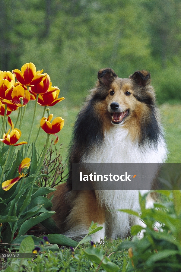 Retrato de perro pastor de Shetland (Canis familiaris) con tulipanes