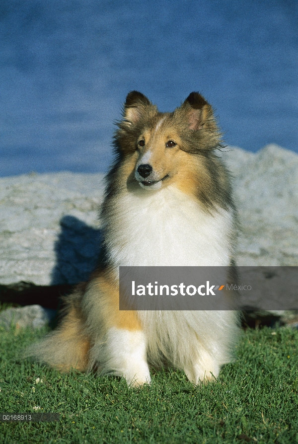 Retrato de adulto de perro pastor de Shetland (Canis familiaris)