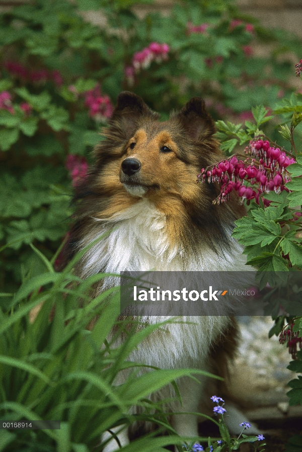 Perro pastor de Shetland (Canis familiaris) adultos retrato sentada entre las flores