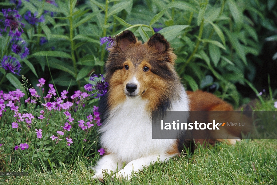 Perro pastor de Shetland (Canis familiaris) adultos retrato sentada entre las flores