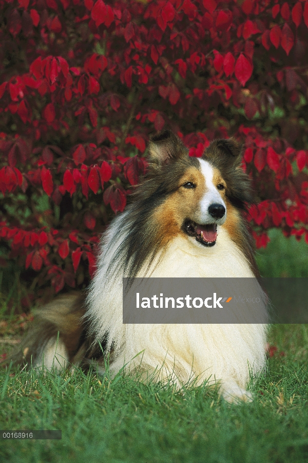 Retrato de adulto de perro pastor de Shetland (Canis familiaris)