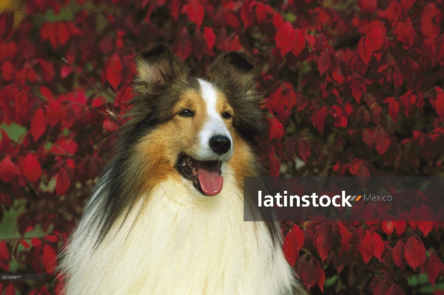 Retrato de adulto de perro pastor de Shetland (Canis familiaris)