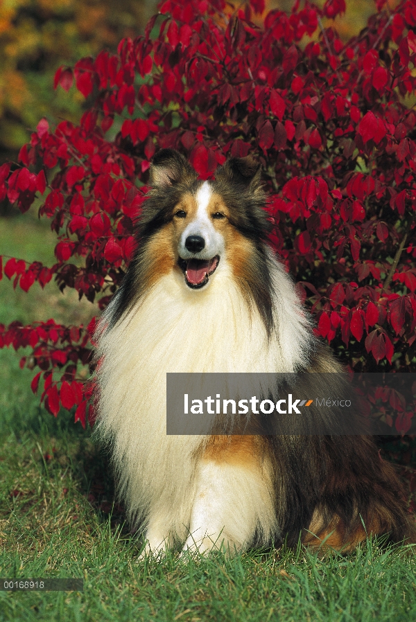 Retrato de adulto de perro pastor de Shetland (Canis familiaris)