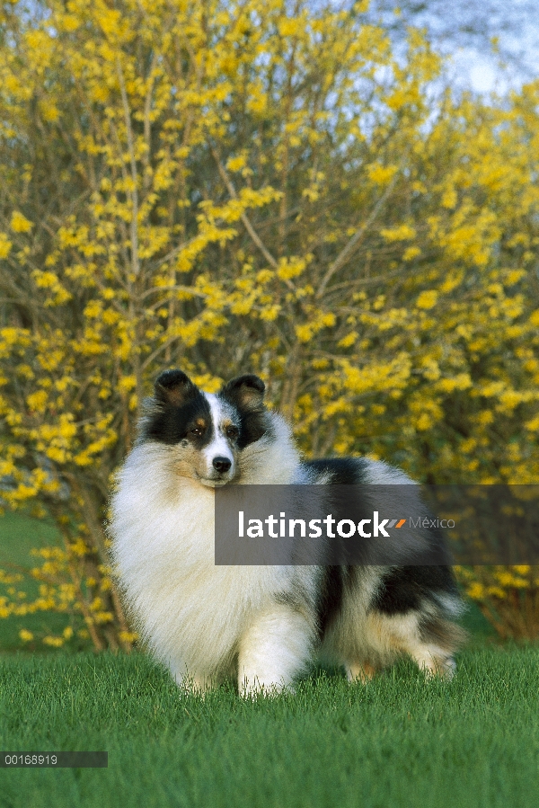 Retrato de perro pastor de Shetland (Canis familiaris) de merle azul color adultos