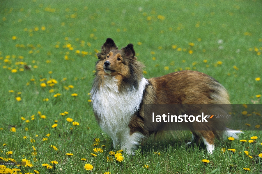 Retrato de perro pastor de Shetland (Canis familiaris) de adulto en medio de un campo de diente de L