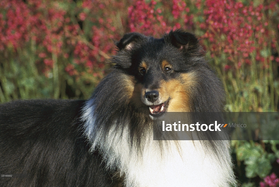 Perro pastor de Shetland (Canis familiaris) primer plano retrato de tri-color adulto