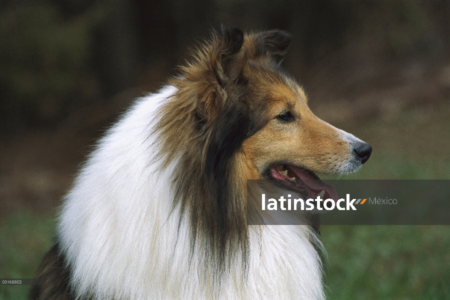 Perfil de perro pastor de Shetland (Canis familiaris) de tri-color adulto