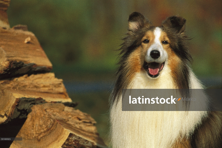 Retrato de perro pastor de Shetland (Canis familiaris) de tri-color adulto