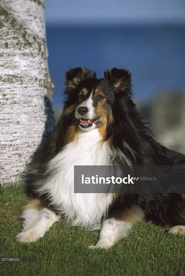 Retrato de perro pastor de Shetland (Canis familiaris) de tri-color adulto