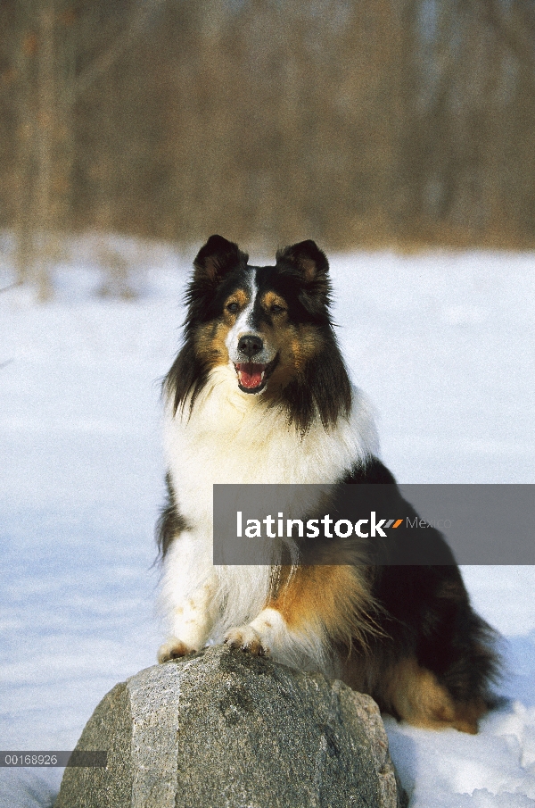 Retrato de perro pastor de Shetland (Canis familiaris) de adulto tri-color en la nieve