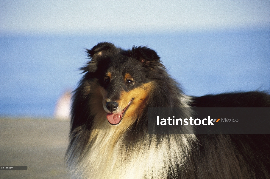 Retrato de perro pastor de Shetland (Canis familiaris) de tri-color adulto