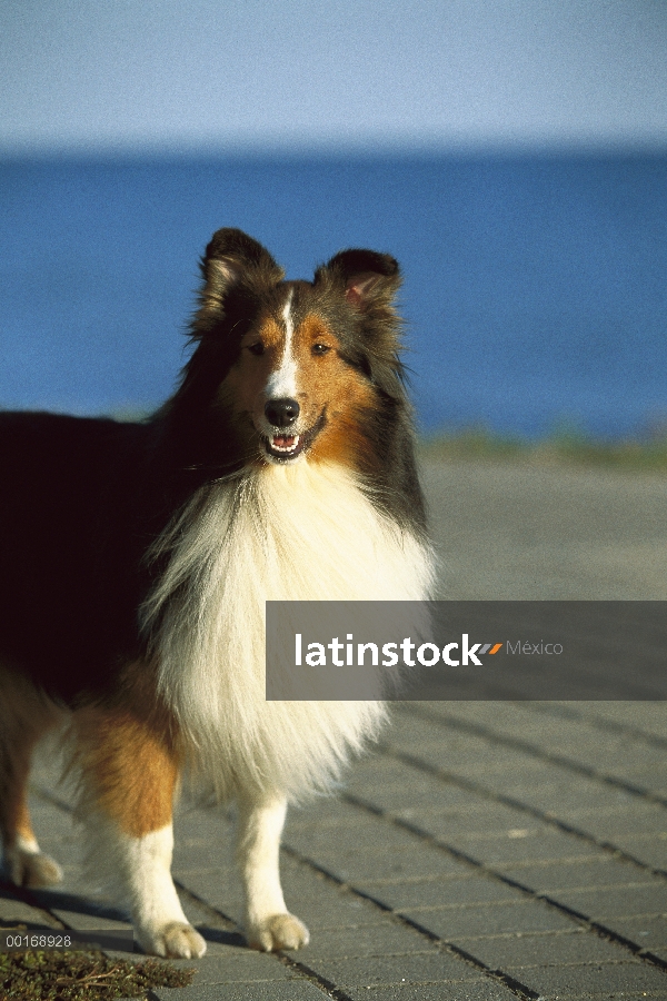 Retrato de perro pastor de Shetland (Canis familiaris) de tri-color adulto