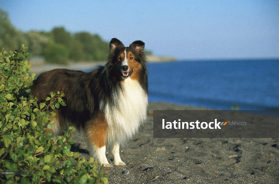 Retrato de perro pastor de Shetland (Canis familiaris) de adulto tri-color en la playa