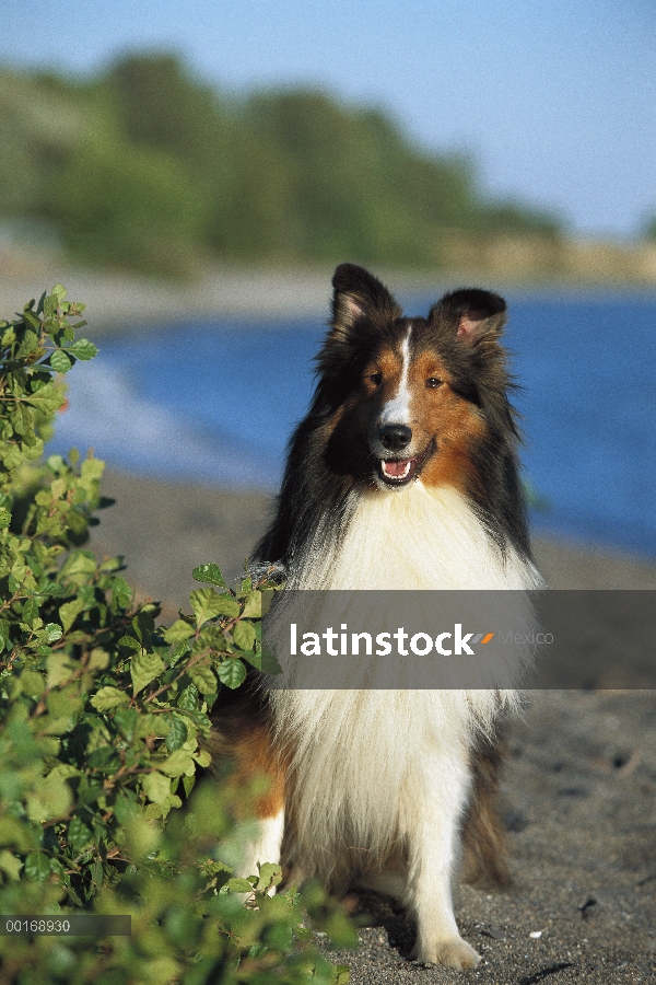 Retrato de perro pastor de Shetland (Canis familiaris) de tri-color adulto