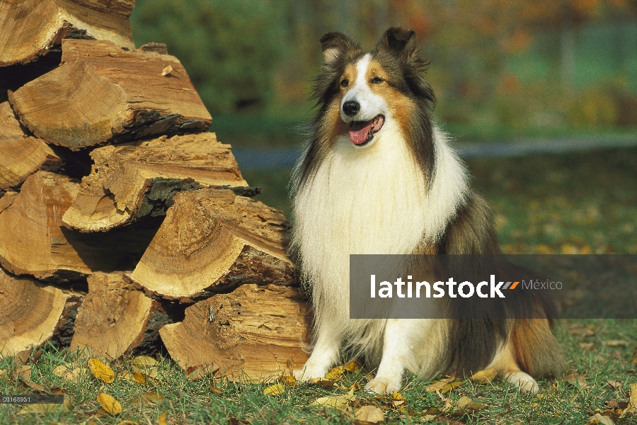 Perro pastor de Shetland (Canis familiaris) adulto sentado cerca de leña apilada