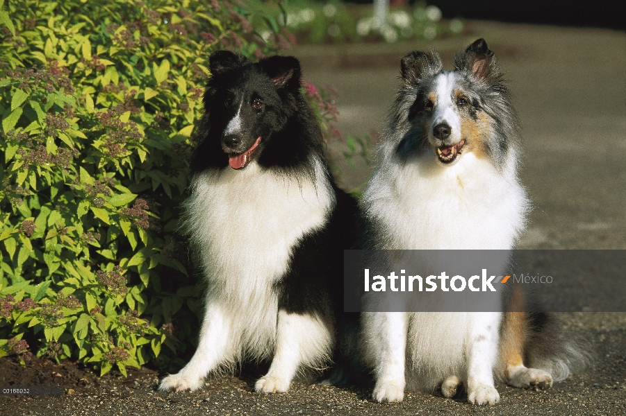 Perro pastor de Shetland (Canis familiaris) dos adultos de diferentes coloraciones sentados juntos