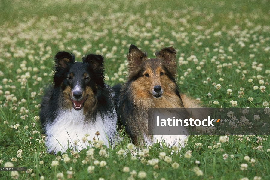 Perro pastor de Shetland (Canis familiaris) dos adultos de diferentes coloraciones sentados juntos