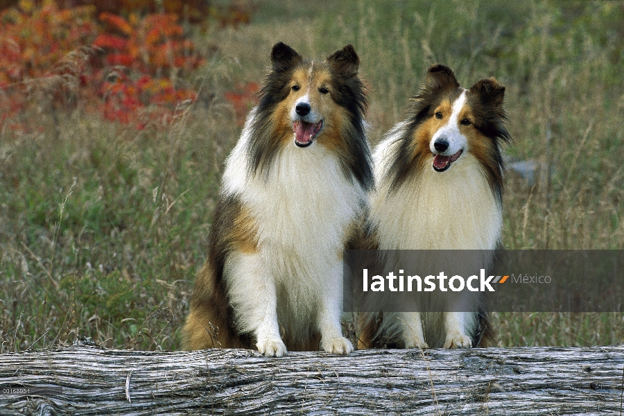 Perro pastor de Shetland (Canis familiaris) dos adultos sentados juntos