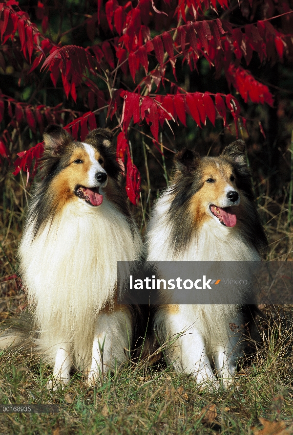 Perro pastor de Shetland (Canis familiaris) dos adultos sentados juntos