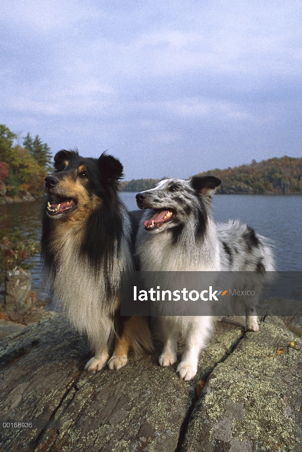 Perro pastor de Shetland (Canis familiaris) dos adultos de diferentes coloraciones