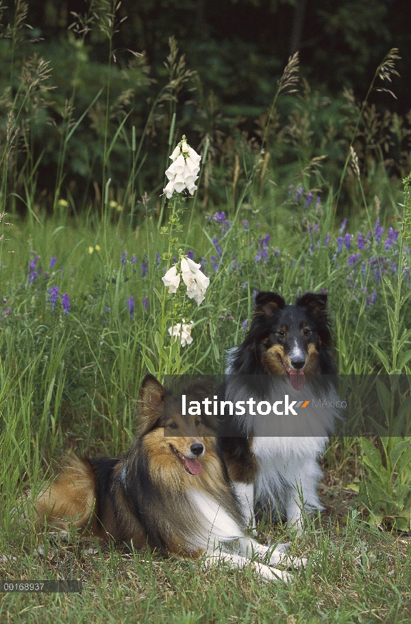 Perro pastor de Shetland (Canis familiaris) dos adultos de diferentes coloraciones sentados juntos