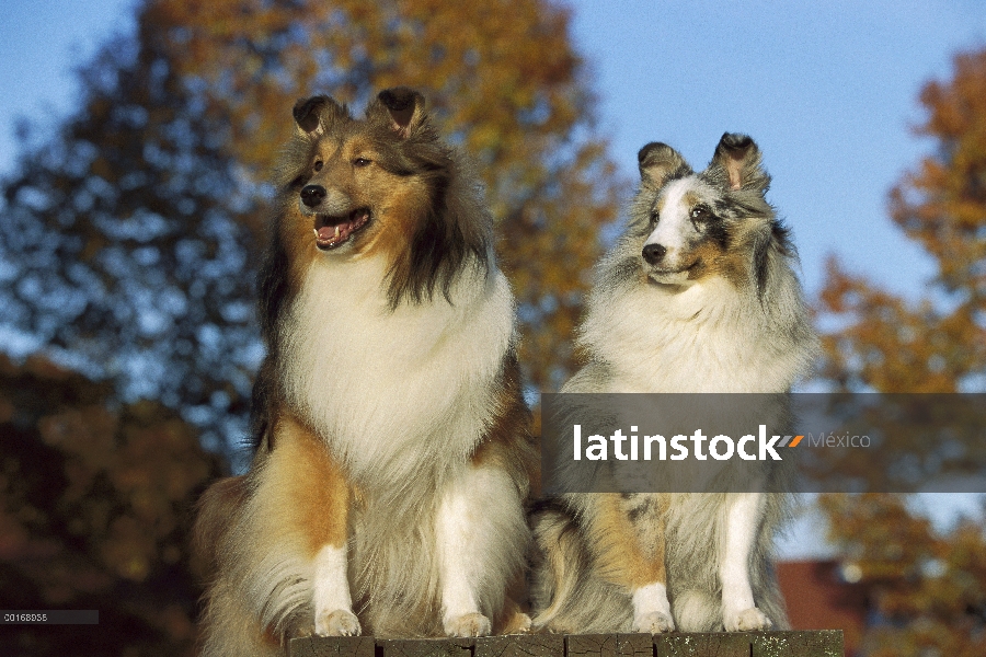 Perro pastor de Shetland (Canis familiaris) dos adultos de diferentes coloraciones sentados juntos