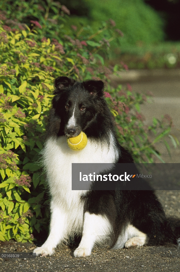 Perro adulto de perro pastor de Shetland (Canis familiaris) blanco y negro con una pelota, esperando