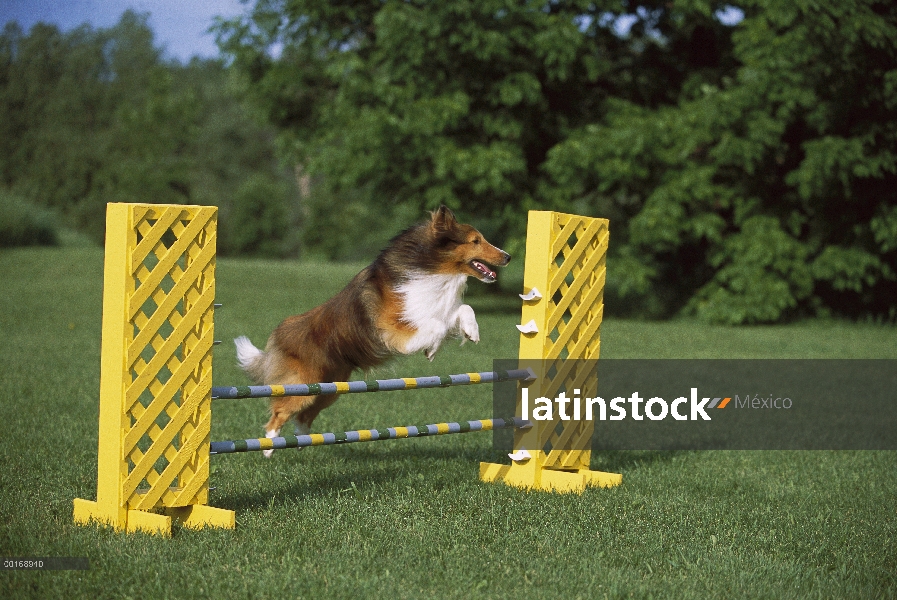 Perro pastor de Shetland (Canis familiaris) agilidad salto del claro