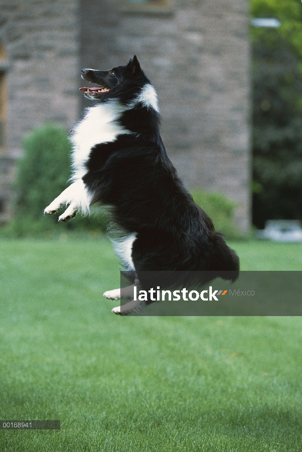 Adulto de perro pastor de Shetland (Canis familiaris) saltando en el aire jugando