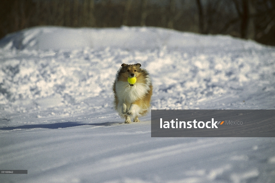 Adulto de perro pastor de Shetland (Canis familiaris) ir a buscar una pelota en la nieve