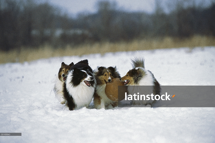 Perro pastor de Shetland (Canis familiaris) cuatro adultos jugando con bola en la nieve