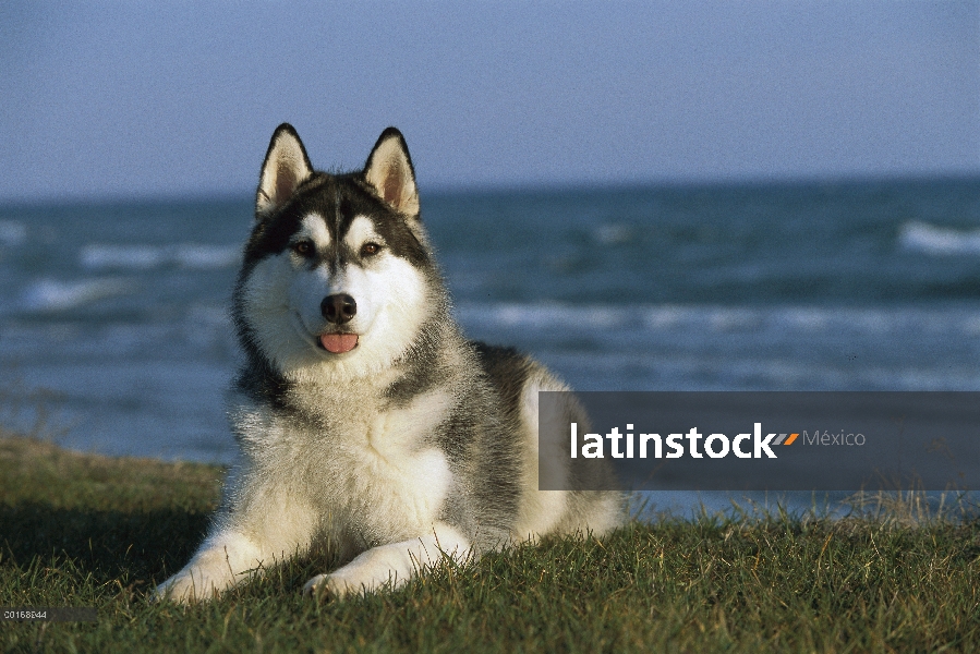 Husky siberiano (Canis familiaris) adultos retrato paisaje costero