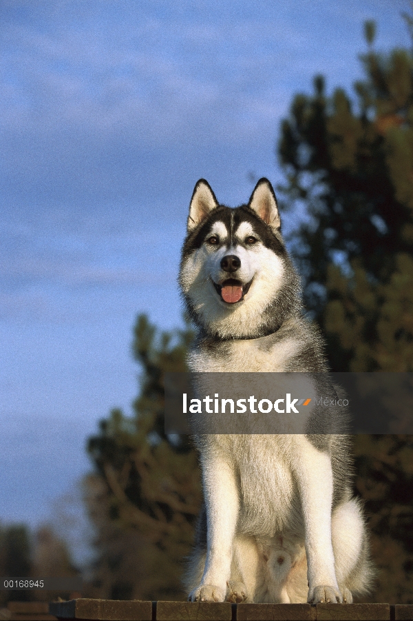 Husky siberiano (Canis familiaris) macho adulto sentado en cubierta