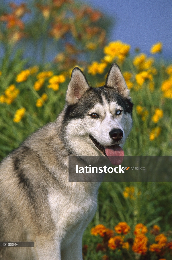 Husky siberiano (Canis familiaris) retrato de un adulto con un ojo azul y un ojo marrón (heterocromí