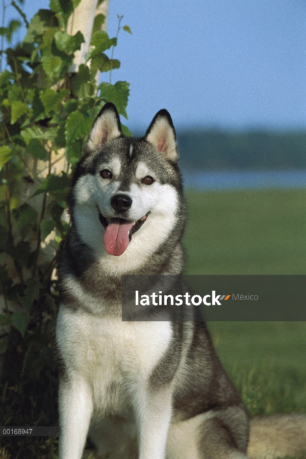 Retrato de adultos de Siberian Husky (Canis familiaris)