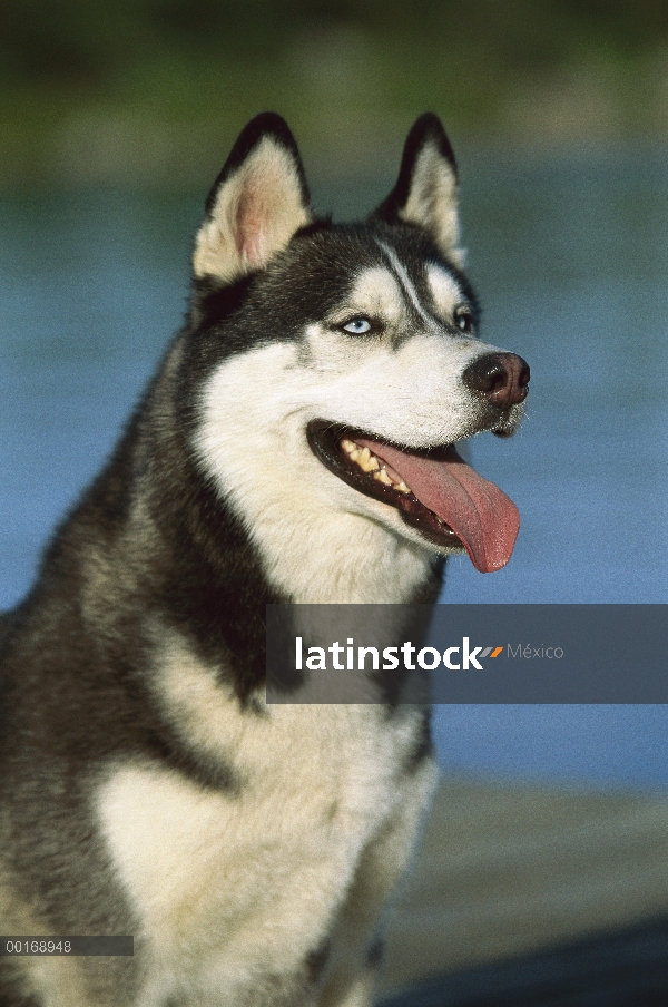 Husky siberiano (Canis familiaris) jadeante adulto con ojos azules