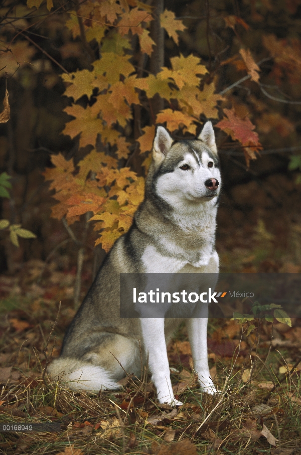 Husky siberiano (Canis familiaris) retrato de un adulto sentado bajo caída de hojas de color