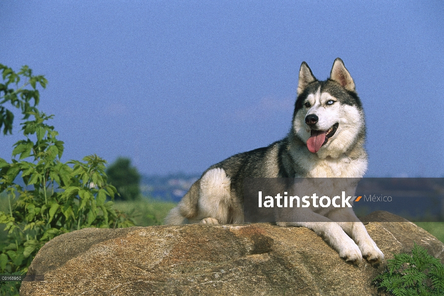 Husky siberiano (Canis familiaris) retrato de un adulto descansando en una roca