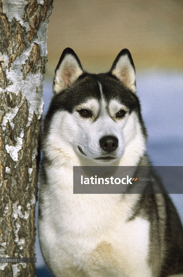 Retrato de adultos primer plano de Husky siberiano (Canis familiaris)