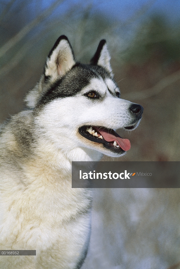 Retrato de adultos primer plano de Husky siberiano (Canis familiaris)